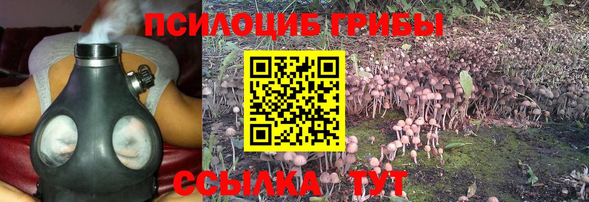 Псилоцибиновые грибы Psilocybe Осинники
